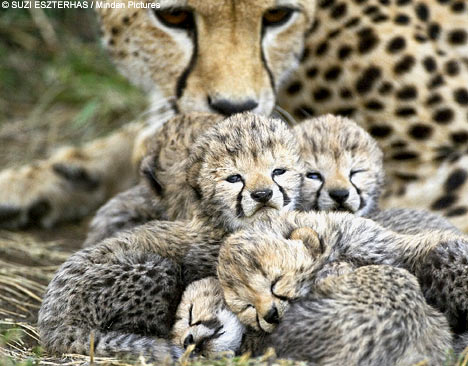 babycheetDM1206_468x366-1.jpg