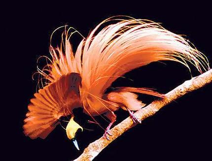 bird_wideweb__430x3270-1.jpg