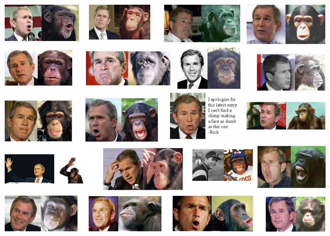 bushmonkey-1.gif