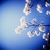 th_stock120305awakencordy-1.jpg