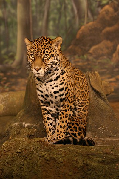 399pxJaguar_sitting-1.jpg