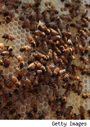 beesgetty125 1 - 10,000 Bees Swarm Airplane in Massachusetts