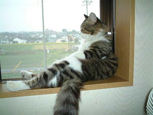 dnceli_kedi-1.jpg