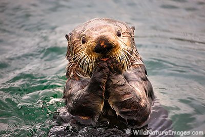 seaotter 1 - Favorite Animals?