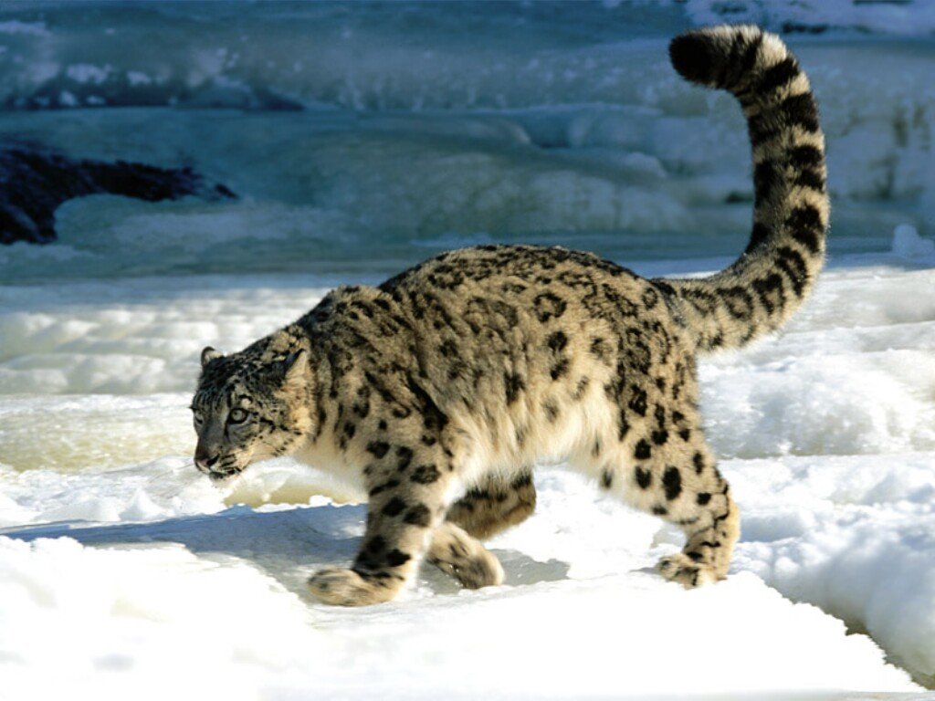 snowleopard 1 - Favorite Animals?