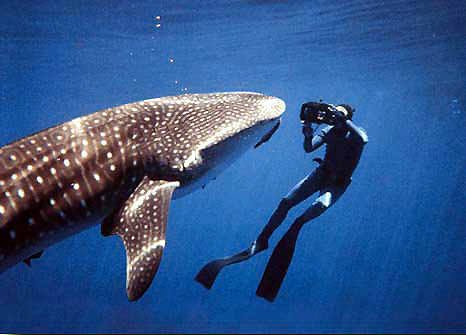 whaleshark01 1 - Favorite Animals?