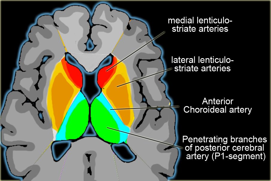 490b6c1148232Territorybasalekernen 1 - The Medical student Review