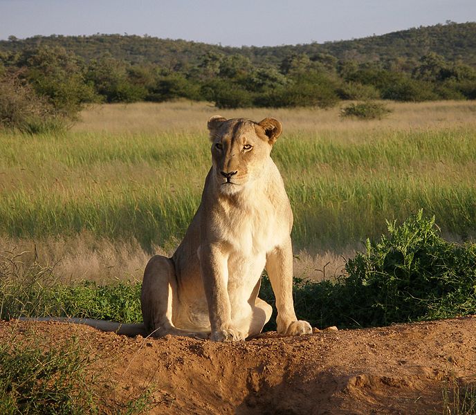 688pxOkonjima_Lioness-1.jpg