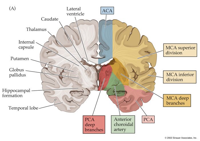 CerArtDistBlum1 1 - The Medical student Review