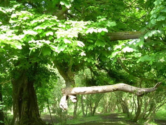 DSCN6265-1.jpg