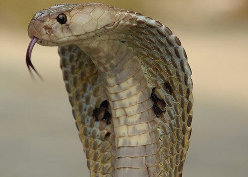 Indiancobra-1.jpg