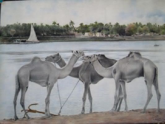 camels-1.jpg