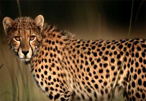 cheetahcloseup2-1.jpg