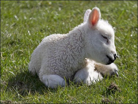 derwent_lamb_470x354-1.jpg