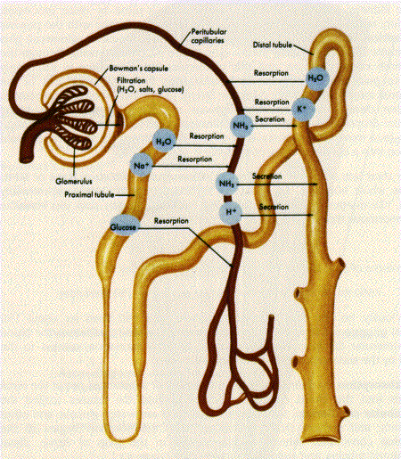 nephron 1 - The Medical student Review