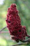 staghorn_sumac_fruit_full-1.jpg