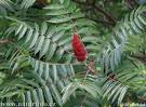 staghornsumac32024-1.jpg