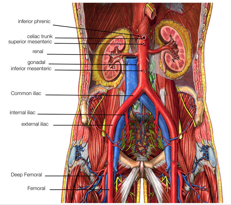 a_abdominal_aorta-1.jpg