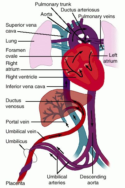 fetalcirculation3 1 - The Medical student Review