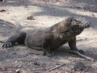 komododragonindonesia 1 - Looking 4a place 2go this holiday???