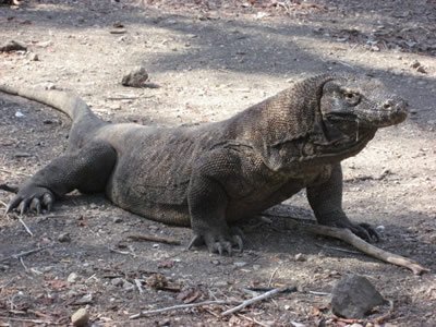 komododragonindonesia-1.jpg
