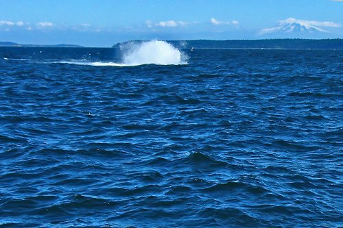 ocean_water_orca_22541_l-1.jpg