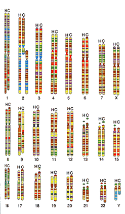 humanChimpChromosomes-1.gif
