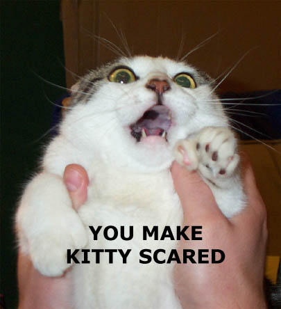 kittyscared-1.jpg