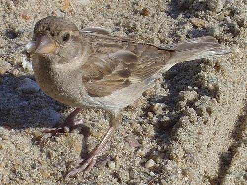 158158770 fc2c9a6fcb 1 - House sparrow