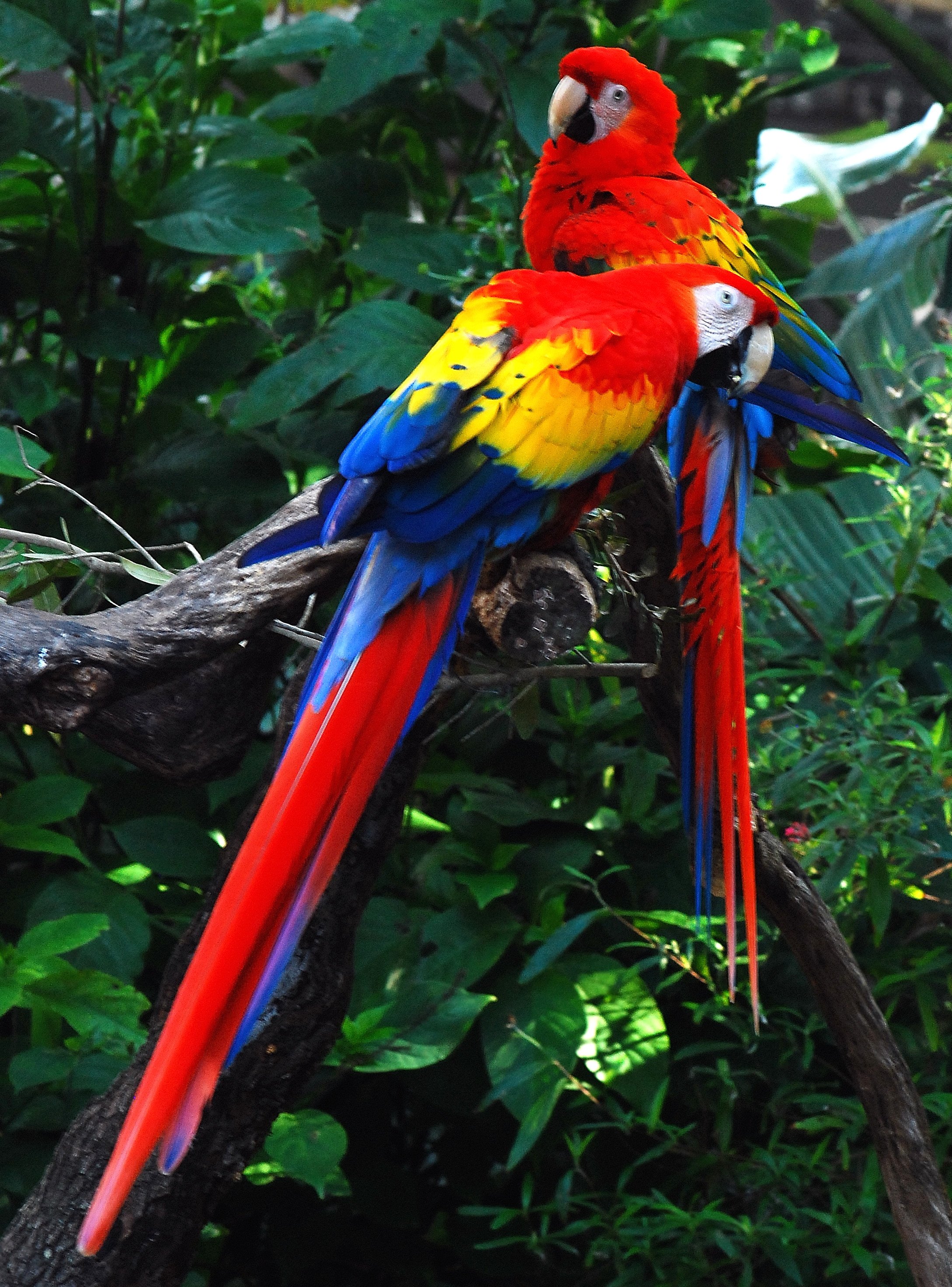 Ara_macao__two_at_Lowry_Park_Zoo-1.jpg