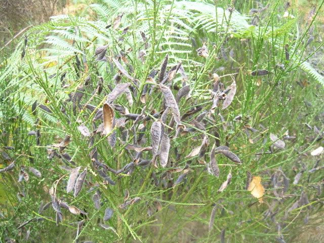 DSCN6900-1.jpg