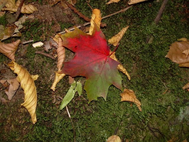 DSCN6905-1.jpg
