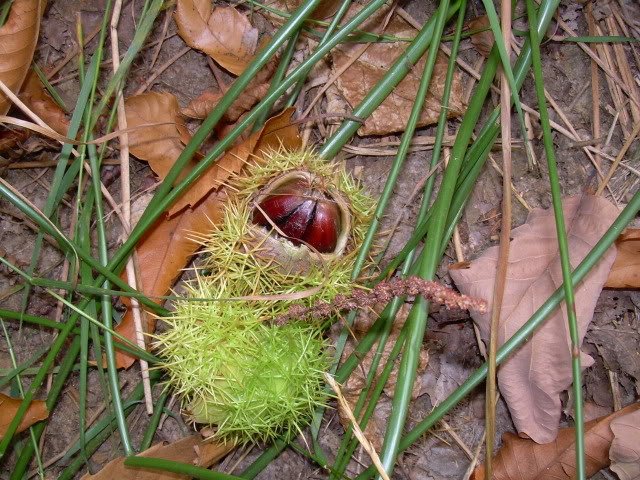 DSCN6907-1.jpg