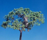 ElephantTreeIlr-1.jpg
