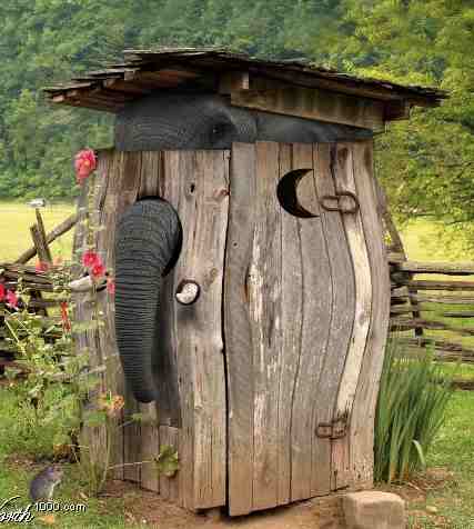 HideElephantOuthouse-1.jpg
