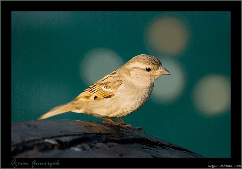 dsc8162serce3800nz0 1 - House sparrow