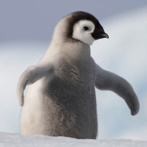 penguincopy-1.jpg