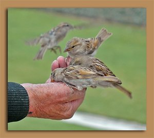 serceler 1 - House sparrow