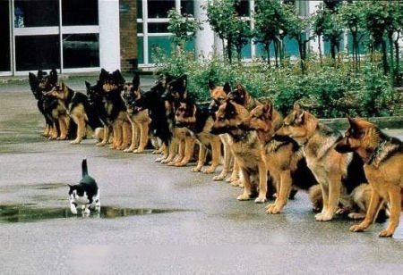 cat_police_dogs-1.jpg