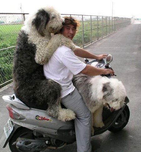 dog_on_scooter-1.jpg
