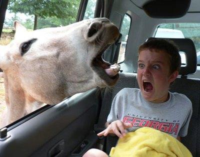 kidlovesanimals-1.jpg
