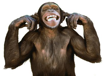 monkeywithfingersinears-1.jpg