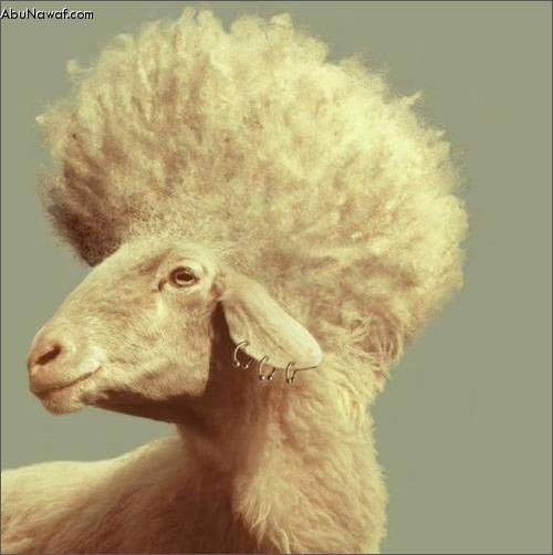 sheep1-1.jpg