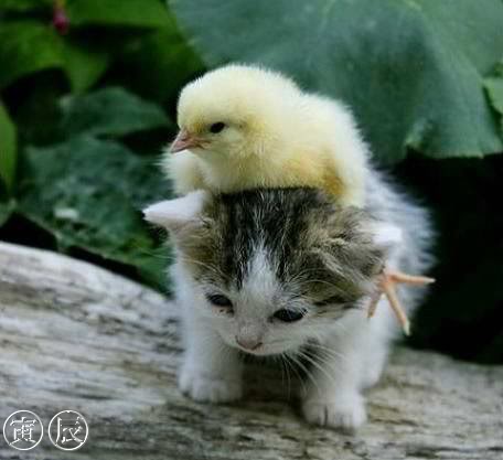 toocutebirdandcat-1.jpg