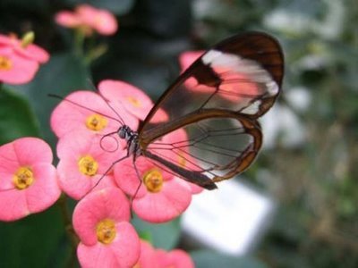 transparentbutterfly104-1.jpg