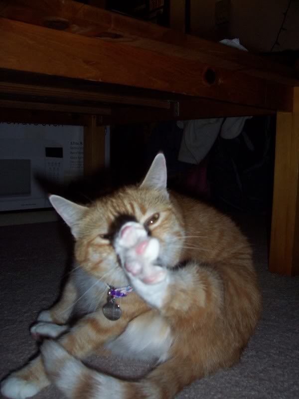 100_2010-1.jpg
