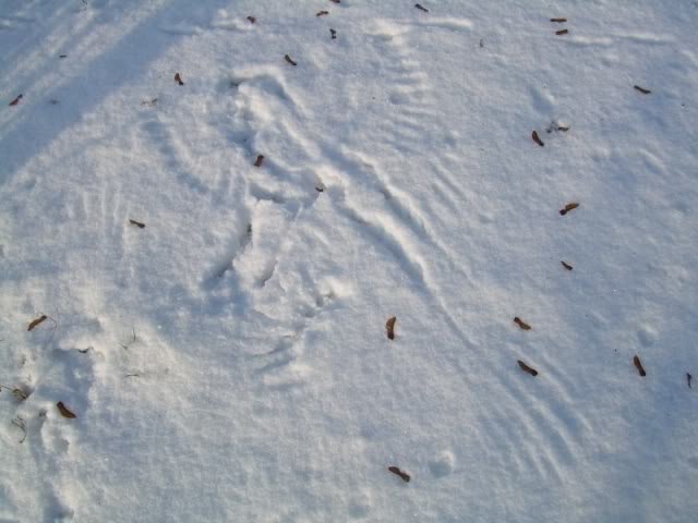 Birdart-1.jpg