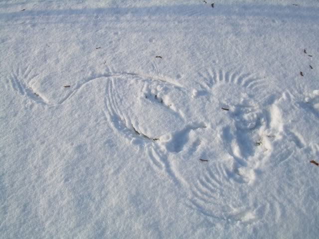 Birdart2-1.jpg
