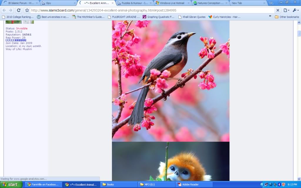 bird 1 - ~*~ Excellent Animal Photography ~*~