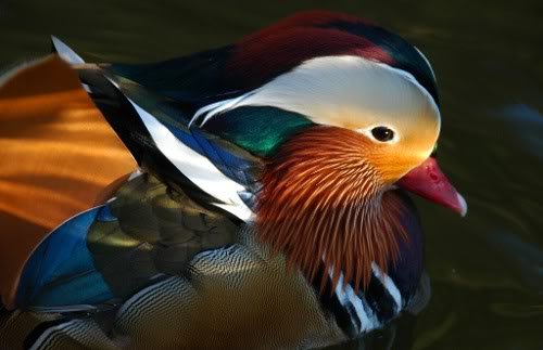 duck 1 - ~*~ Excellent Animal Photography ~*~